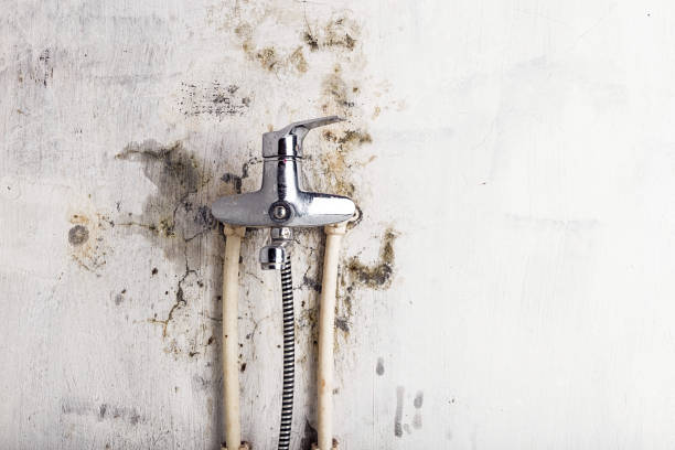 Best Toxic Mold Removal  in Oakdale, LA