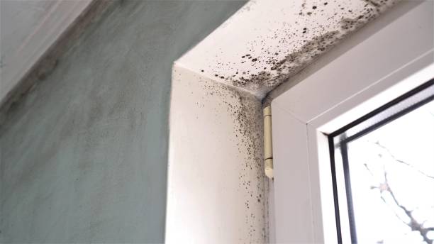 Best Toxic Mold Removal  in Oakdale, LA