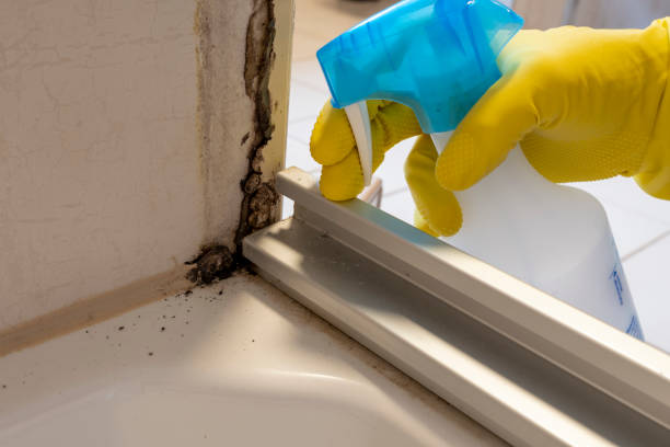 Best Fast Mold Removal  in Oakdale, LA