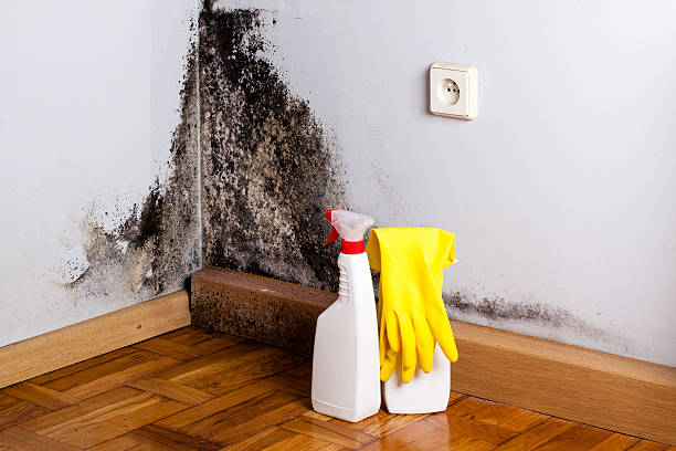 Best Certified Mold Removal  in Oakdale, LA