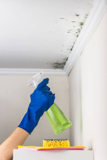 Best Mold Remediation Experts  in Oakdale, LA
