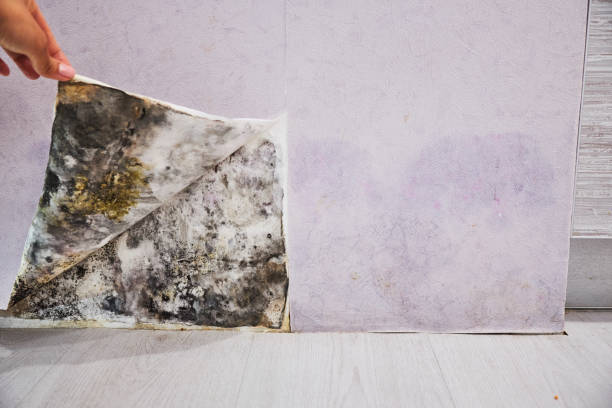 Best Home Mold Removal  in Oakdale, LA